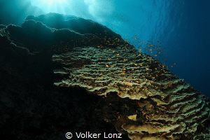 Daedalus reef – Northwest side by Volker Lonz 